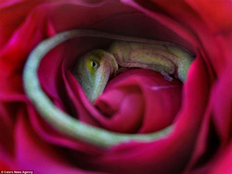 lizard sleeping in rose|A Lizard Falls Asleep Inside a Rose: These Shots Will Make Your .